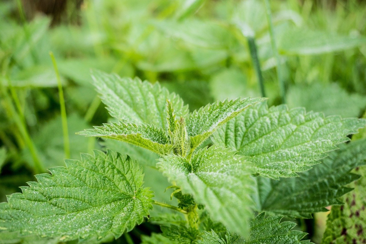 The stinging nettle – a well-armed allrounder