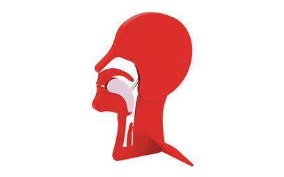 Laerdal Head Section Model