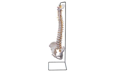Flexible Vertebral Column Training Model with Stand
